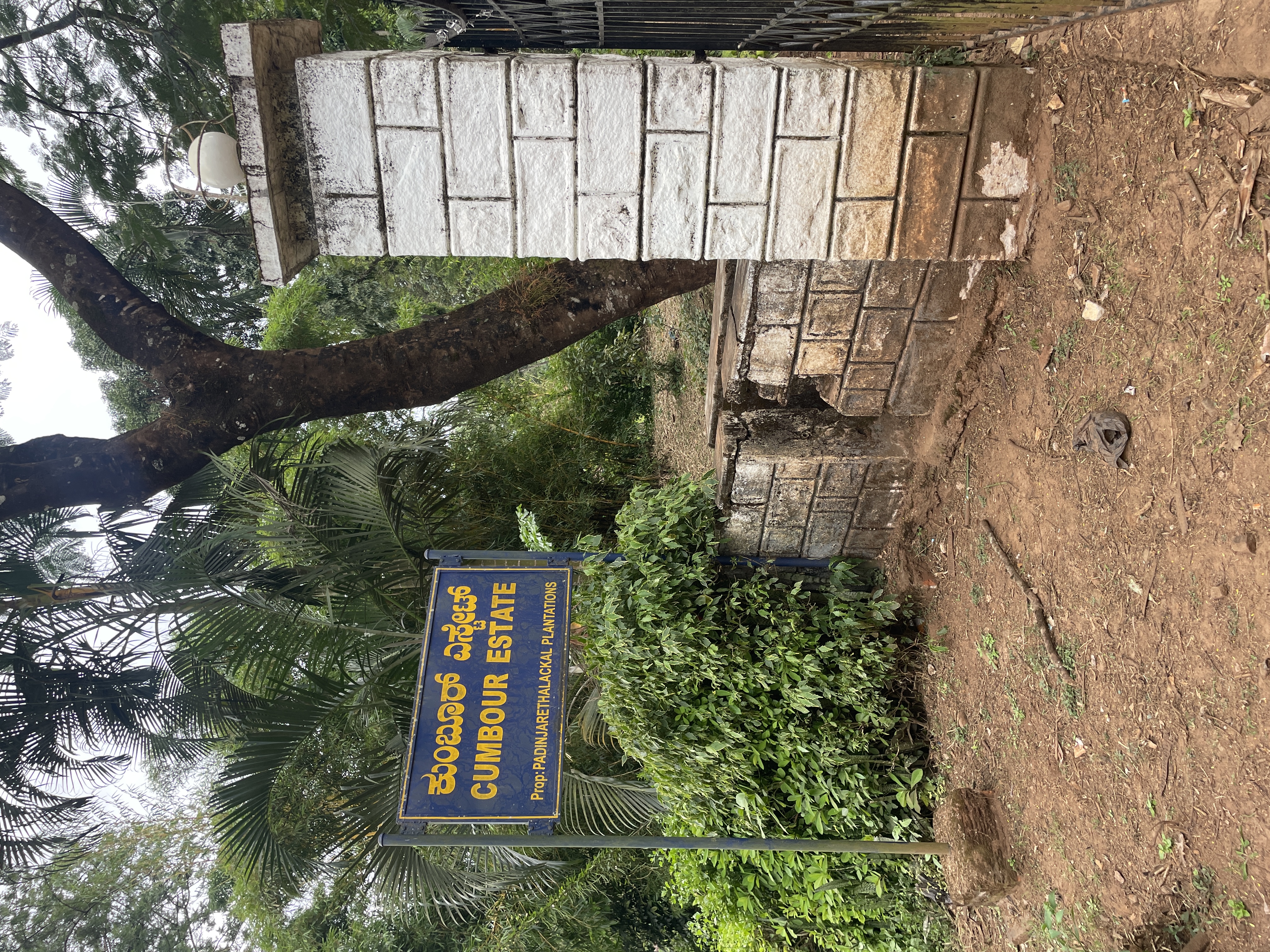 Coffee cherries and monsooning process