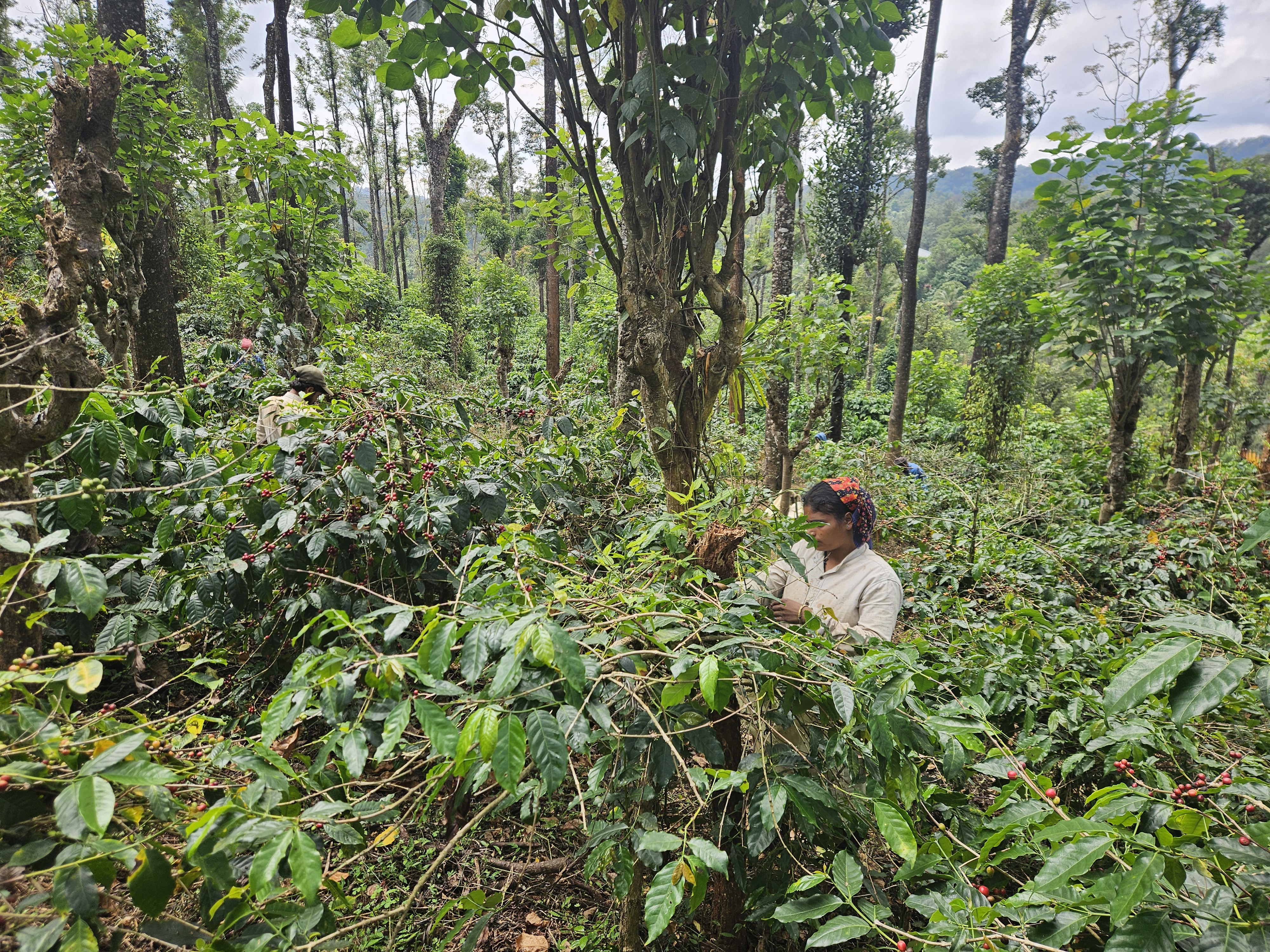 Coffee tasting and cupping