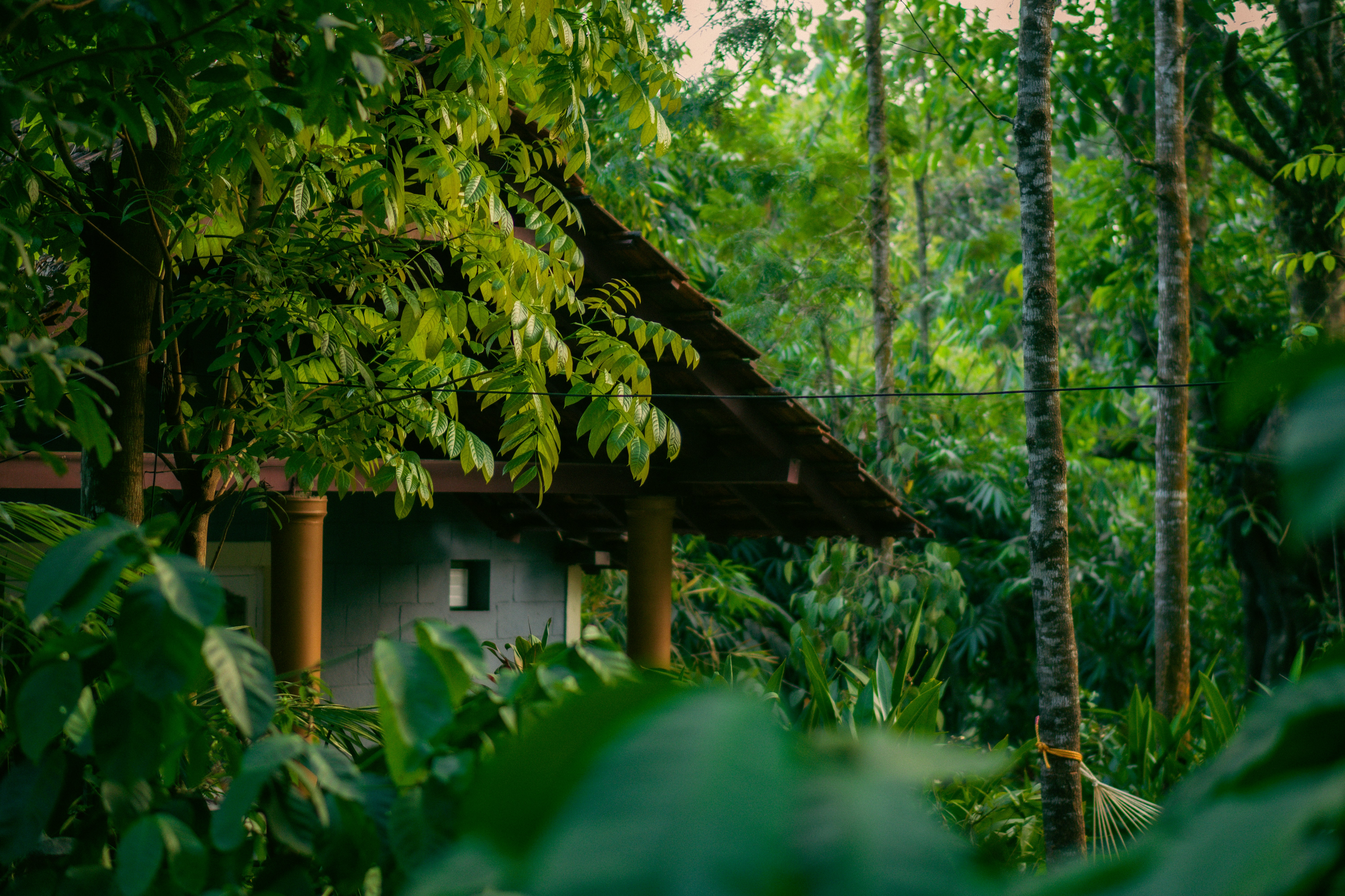 Coffee plantation in Coorg, Karnataka