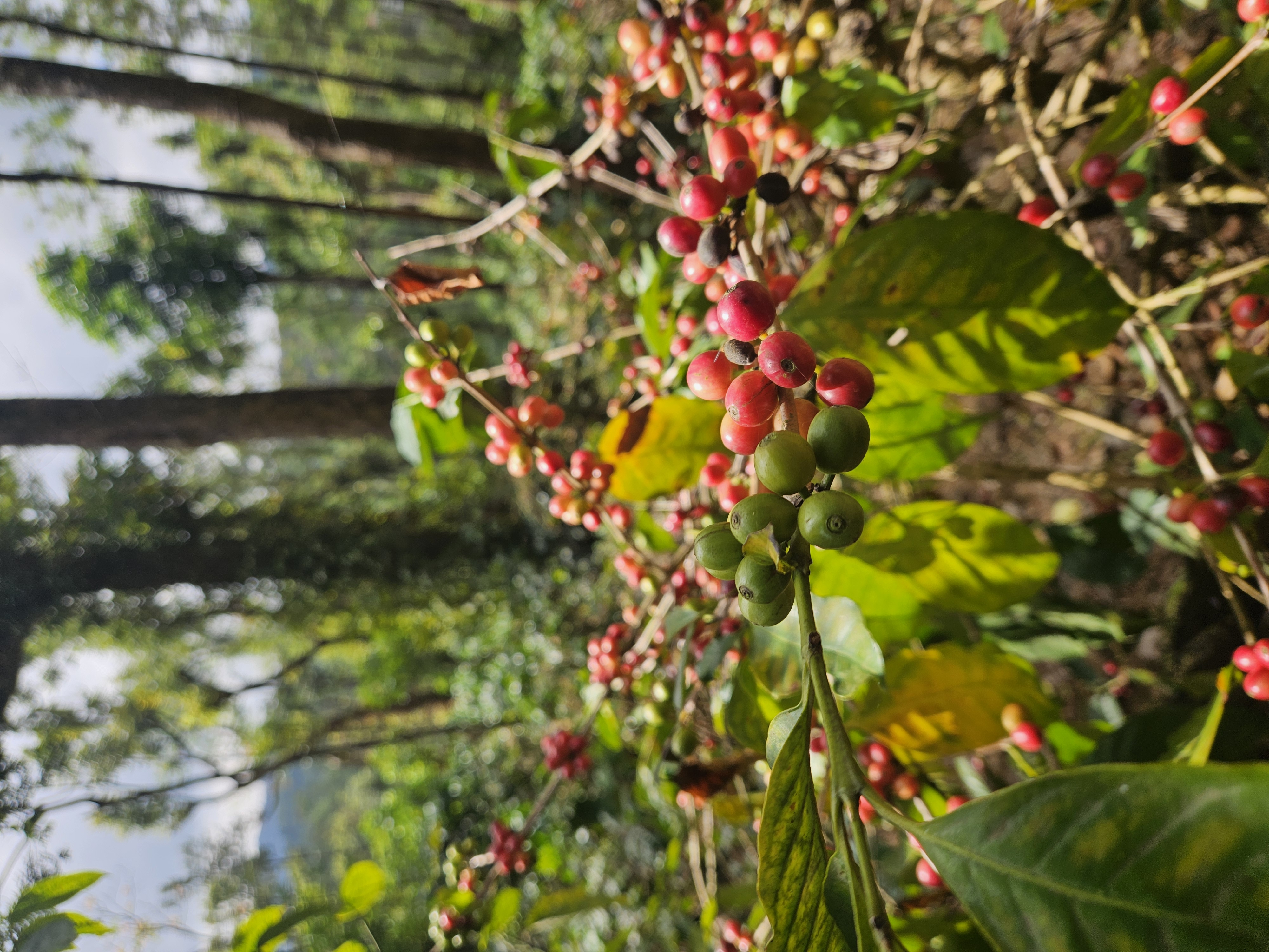 Coffee cherries and processing in Nagaland