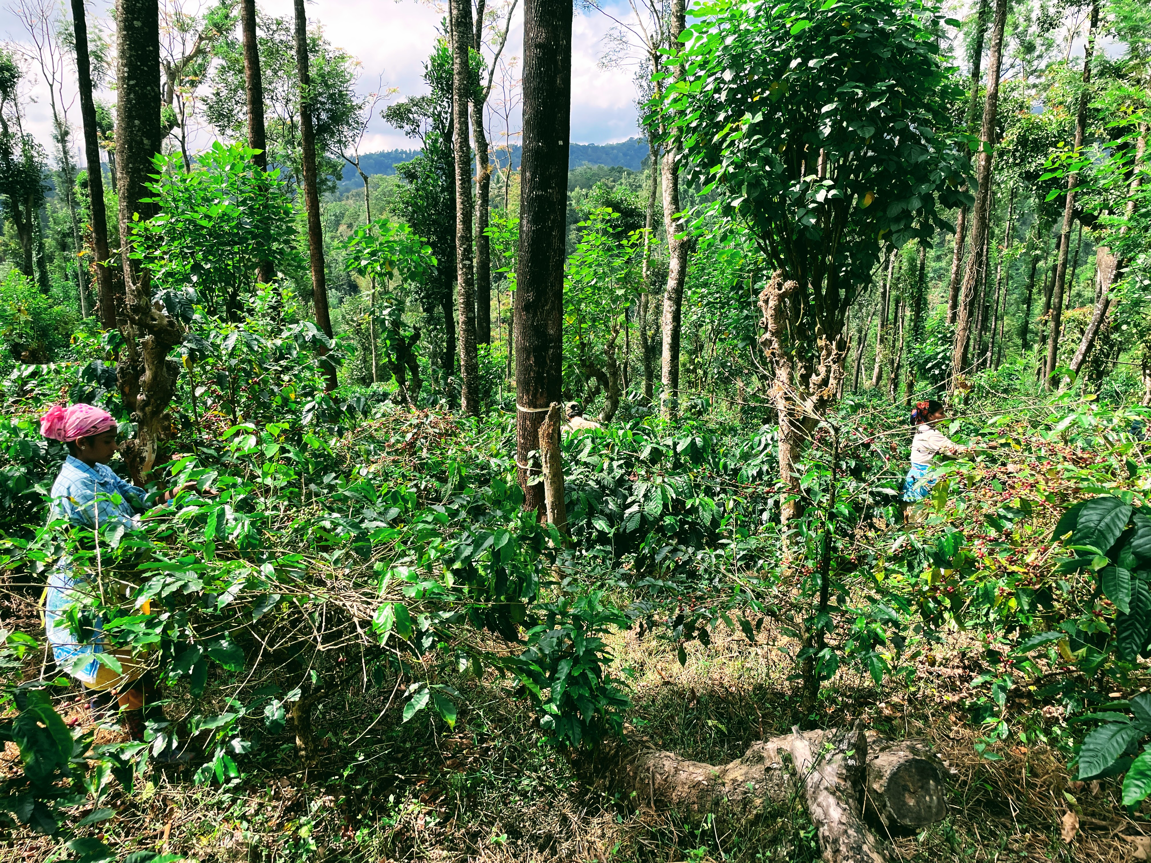 Farmers working with coffee