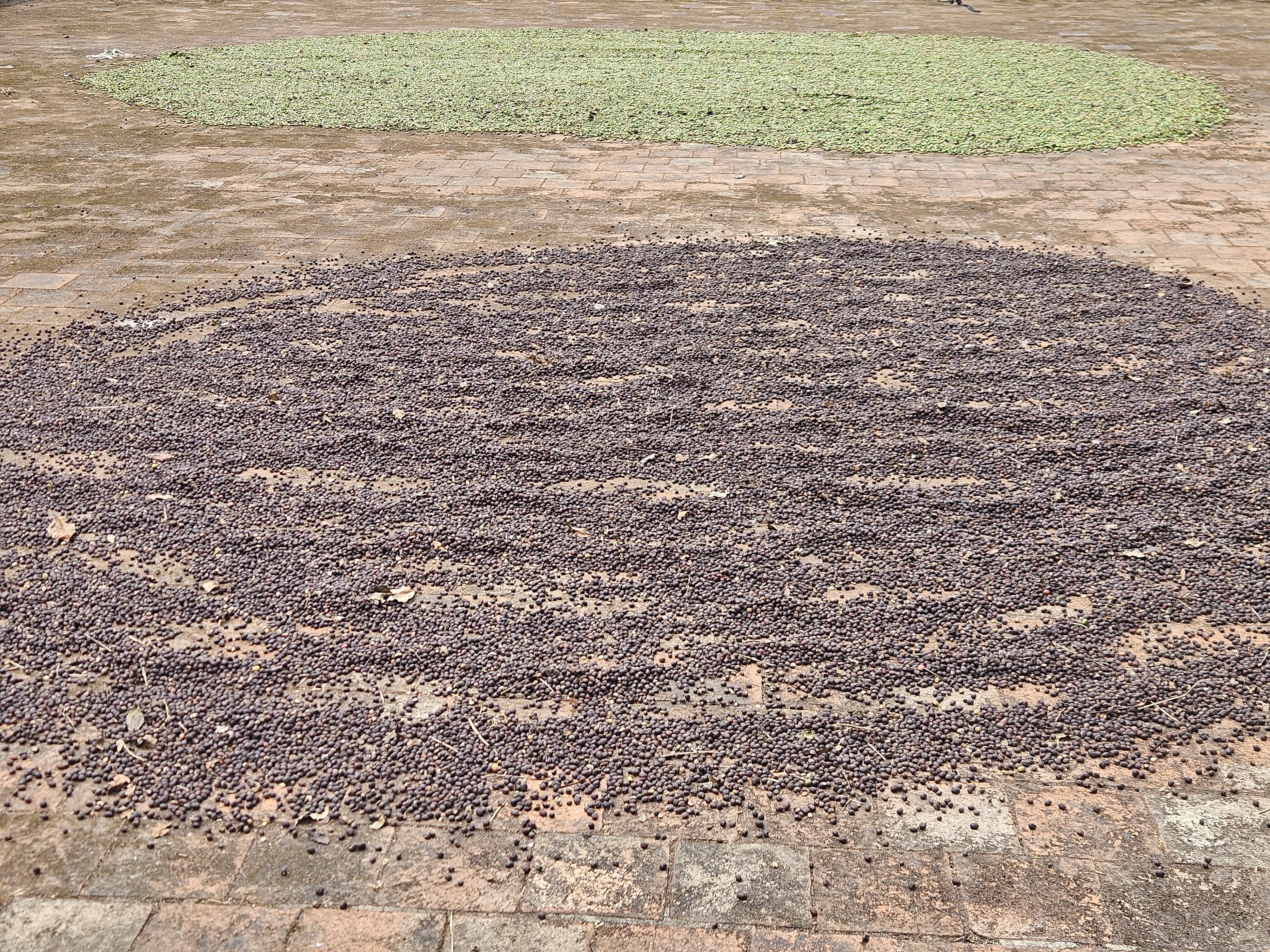 Coffee drying or processing